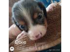 Dachshund Puppy for sale in Boonville, MO, USA