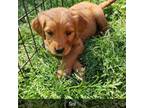 Golden Retriever Puppy for sale in Mustang, OK, USA