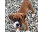 Boxer Puppy for sale in Rio Linda, CA, USA