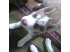 Siberian Husky Puppy for sale in Lincoln, NE, USA