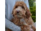 Australian Labradoodle Puppy for sale in Campbell, CA, USA