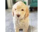 Labradoodle Puppy for sale in Downey, CA, USA