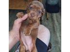 Dachshund Puppy for sale in Lincoln, NE, USA