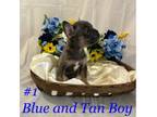 French Bulldog Puppy for sale in Mckinney, TX, USA
