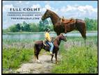 Meet Full Count Registered Tennessee Walking Gelding - Available on