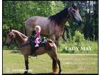 Meet Lady May Buckskin Tennessee Walking Mare - Available on [url removed]