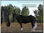 Meet Zapata Black Missouri Foxtrotter Mare - Available on [url removed]