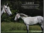 Meet Ghost Dappled Grey Tennessee Walking Gelding - Available on