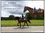 Meet Teddy Bay Tennessee Walker Gelding - Available on [url removed]