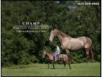 Meet Champ Champagne Tennessee Walking Gelding - Available on [url removed]