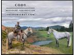 Meet Cody Grey Missouri Foxtrotter Gelding - Available on [url removed]