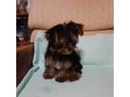 Yorkshire Terrier Puppy for sale in Buena Vista, GA, USA