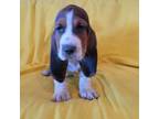 Basset Hound Puppy for sale in Kit Carson, CO, USA