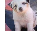 Australian Shepherd Puppy for sale in Maurice, IA, USA