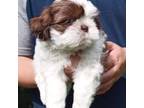 Shih Tzu Puppy for sale in Troy, NC, USA