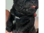 Pug Puppy for sale in Lumber Bridge, NC, USA