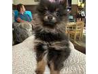 Pomeranian Puppy for sale in Boaz, AL, USA