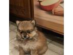 Pomeranian Puppy for sale in Manchester, NH, USA