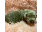 Labrador Retriever Puppy for sale in Centralia, IL, USA
