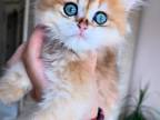 Golden British Longhair Kitten TICA Registered