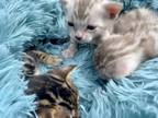 Male TICA Snow Mink Kittens