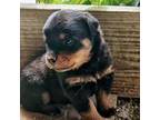 Rottweiler Puppy for sale in Estill Springs, TN, USA