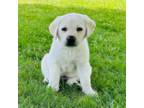Labrador Retriever Puppy for sale in Kearney, MO, USA