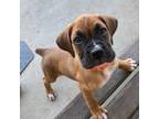 Boxer Puppy for sale in Sacramento, CA, USA