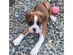 Boxer Puppy for sale in Sacramento, CA, USA