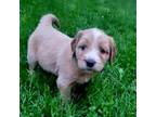 Aussiedoodle Puppy for sale in Madison, WI, USA
