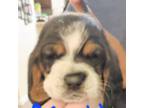 Basset Hound Puppy for sale in Melbourne, FL, USA