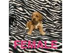 Cavapoo Puppy for sale in Athens, MI, USA