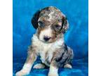 Aussiedoodle Puppy for sale in La Plata, MD, USA