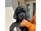 Labradoodle Puppy for sale in Sun City, CA, USA