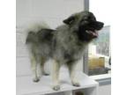 Keeshond Puppy for sale in Frankfort, KY, USA