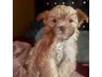 Shorkie Tzu Puppy for sale in Milwaukee, WI, USA