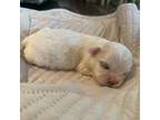 Shih Tzu Puppy for sale in Boaz, AL, USA