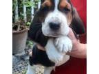 Basset hound puppy #2