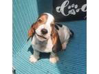Basset hound puppy #1