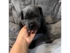 Cane Corso Puppy for sale in Plainfield, NJ, USA
