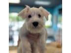 Schnauzer (Miniature) Puppy for sale in Hollywood, FL, USA