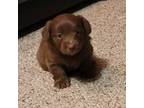Dachshund Puppy for sale in Corvallis, OR, USA