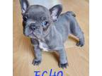 French Bulldog Puppy for sale in Apple Valley, MN, USA