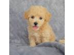 Bichon Frise Puppy for sale in Nappanee, IN, USA