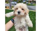 Maltipoo Puppy for sale in Downey, CA, USA