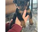Rottweiler Puppy for sale in Monroe, WA, USA