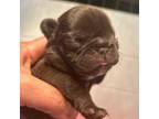 French Bulldog Puppy for sale in Vineland, NJ, USA