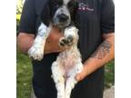 English Springer Spaniel Puppy for sale in Wayzata, MN, USA