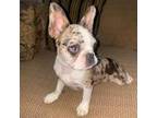Boston Terrier Puppy for sale in Calimesa, CA, USA