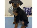 Miniature Pinscher Puppy for sale in Rolla, MO, USA